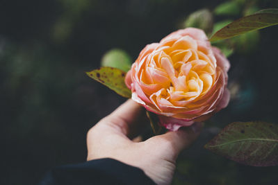 Close-up of hand holding rose flower