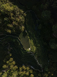 High angle view of river amidst trees