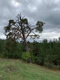 Trees on field against sky