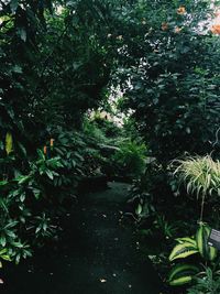 Plants growing on tree