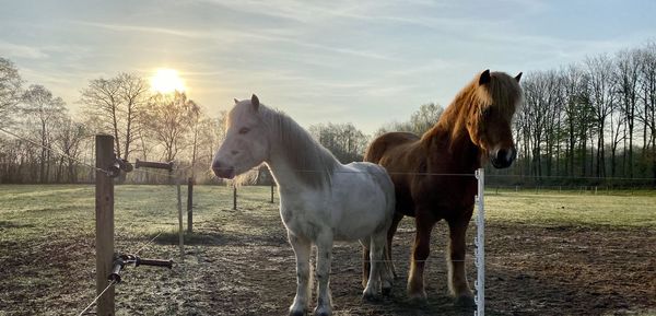 Horses in ranch against sky