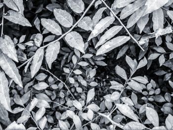 Full frame shot of leaves