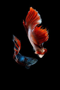 Close-up of fish against black background