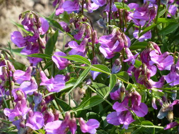 Close-up of purple flowers blooming outdoors