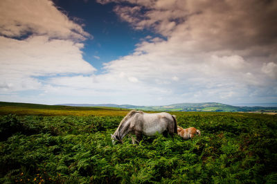 Horse on field against sky