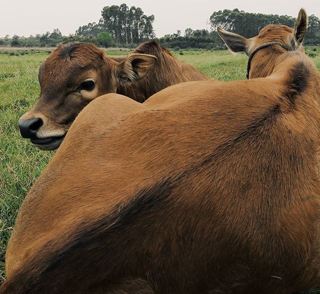 CLOSE-UP OF HORSE ON FIELD