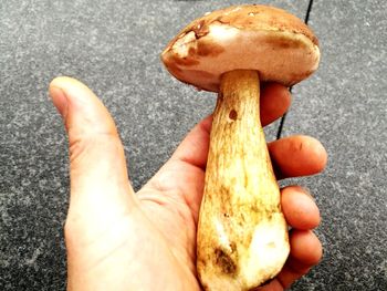 Close-up of hand holding mushroom