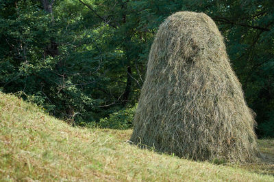 Hay bales on field in forest