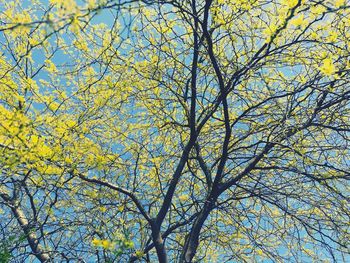 Low angle view of tree against sky during autumn