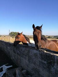 Horse in ranch against clear blue sky