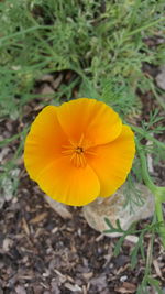 Close-up of yellow flower blooming in field