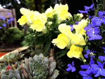 Close-up of yellow flowers