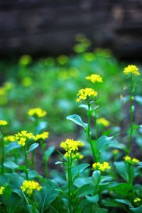 Close-up of yellow flowering plant on field