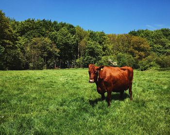 Cow standing on field against trees