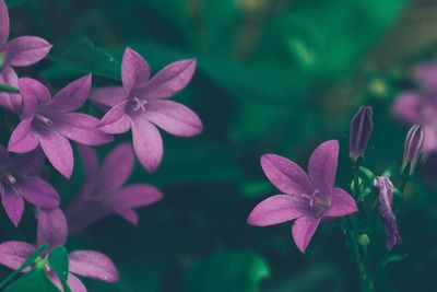 Close-up of pink flowers blooming outdoors