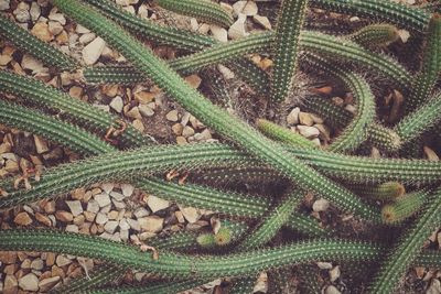 High angle view of cactus on field