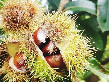 Close-up of fruit growing on plant