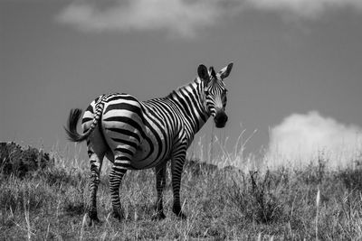 Horse standing in a field