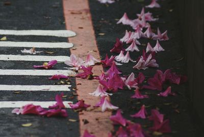 Fallen pink flowers on street