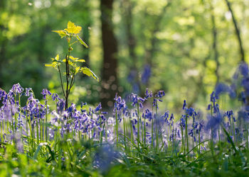 Bluebells in spring at forest of belgium