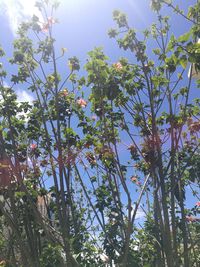 Low angle view of blooming tree