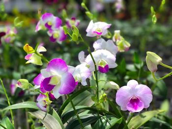 Close-up of flowers blooming outdoors