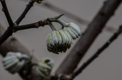 Close-up of tree branch