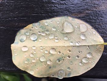 Close-up of water drops on leaf