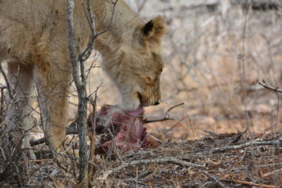 Lion eating a steenbock