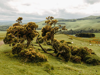 Common gorse shrub in scottish countryside