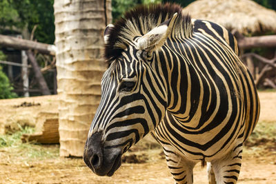 Zebra standing in a field