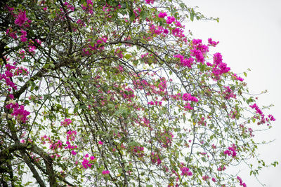 Low angle view of pink flowers blooming on tree