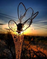 Close-up of plant against sunset sky