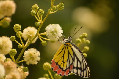 Close-up of butterfly pollinating on flower