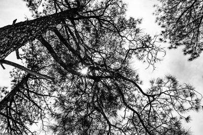 Low angle view of bare trees against sky