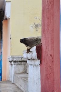 Close-up of bird on door