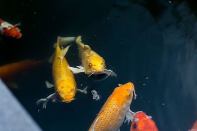 Close-up of fish swimming in sea