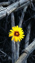 Close-up of yellow flower