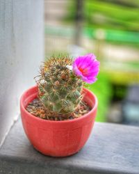 Close-up of cactus flower pot on window