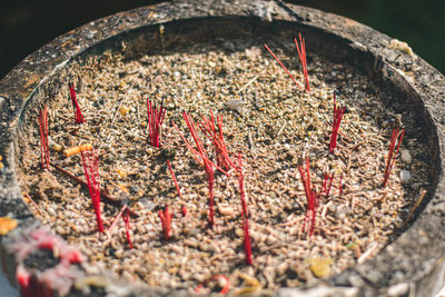 Close-up of potted plant