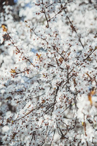 Low angle view of cherry blossom tree