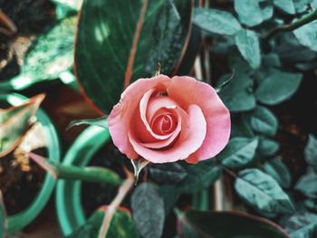 Close-up of rose plant