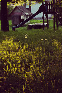 Plants growing on grassy field