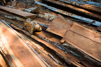High angle view of lizard on wood