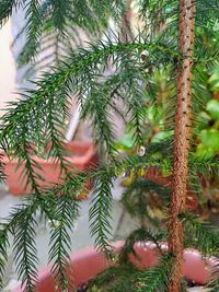 Close-up of christmas tree