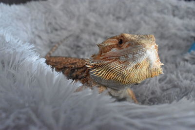 High angle view of lizard on bed