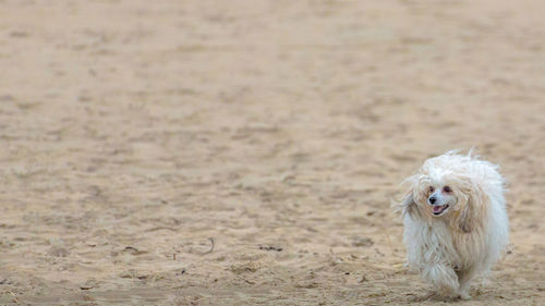 Happy dog running on sand at beach