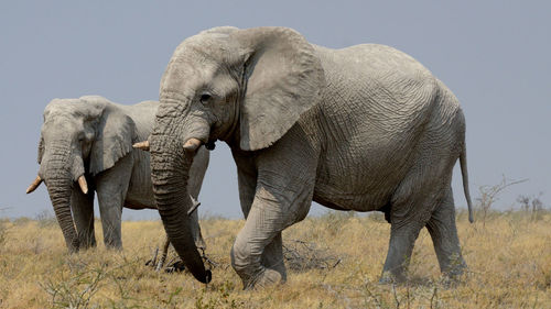 Elephant in a field