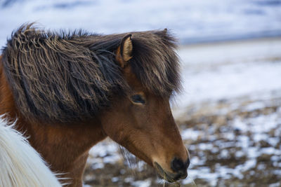 Brown icelandic horse eats grass in spring