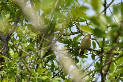 Low angle view of bird perching on tree